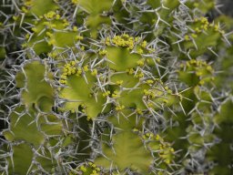 La_Palma_Lanzarote_2003-2004-019
